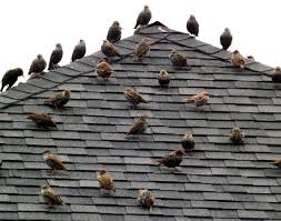 Clean Birds off roof