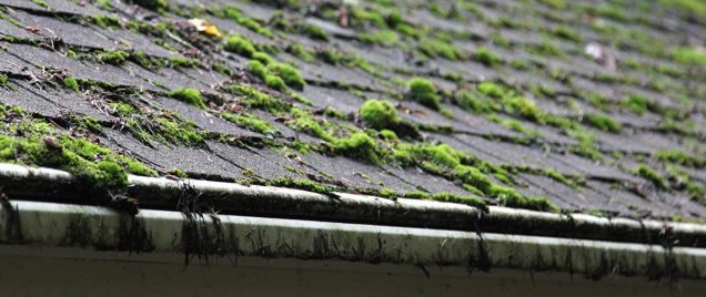Getting Rid of Roof Moss